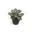 Nepplant - Succulent Echeveria 16,5cm