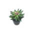 Nepplant - Succulent vetplant 18cm