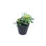 Nepplant - Succulent vetplant 16,5cm