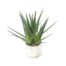 Nepplant - Aloe Vera 43,5cm in pot