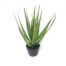 Nepplant - Aloe Vera 58,5cm