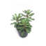 Nepplant - Succulent Vetplant op steel