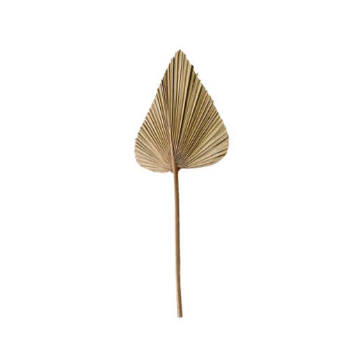 Palmblad PLANTAE 20x50cm - Naturel