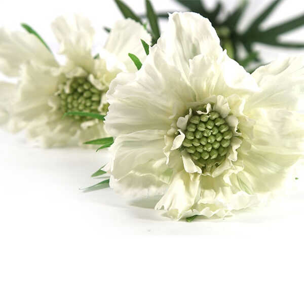 Kunsttak Scabiosa José 74cm - Crème - Afbeelding 2